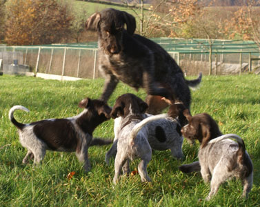 Pimen´s Ronja & Bögeskovens Gus